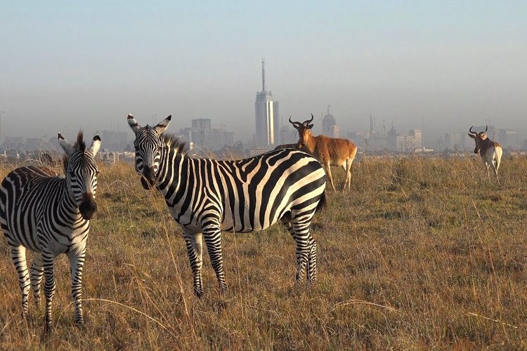 NAIROBI NATIONAL PARK GAME DRIVES | HALF DAY