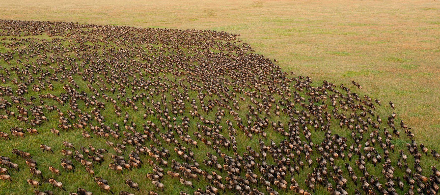 8 DAY SPECTACULAR MIGRATION AT SERENGETI NATIONAL PARK (MID-RANGE)