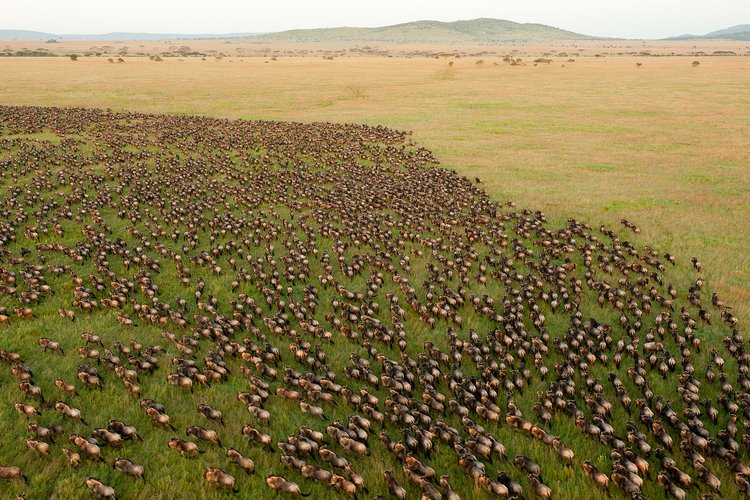 8 DAY SPECTACULAR MIGRATION AT SERENGETI NATIONAL PARK (MID-RANGE)