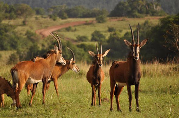 1 DAY SHIMBA HILLS SAFARI