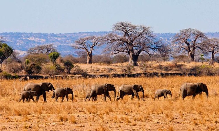 5 DAY TARANGIRE, NGORONGORO – SERENGETI (MID-RANGE) SAFARI