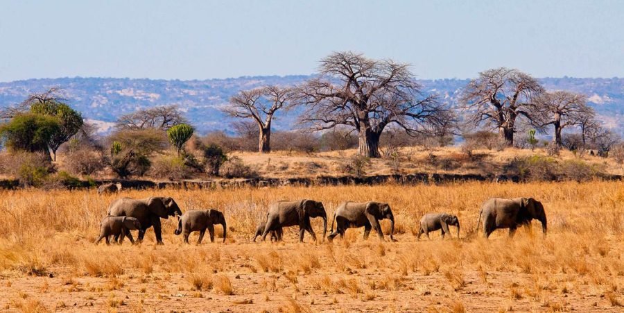 8 DAY SPECTACULAR MIGRATION AT SERENGETI NATIONAL PARK (MID-RANGE)