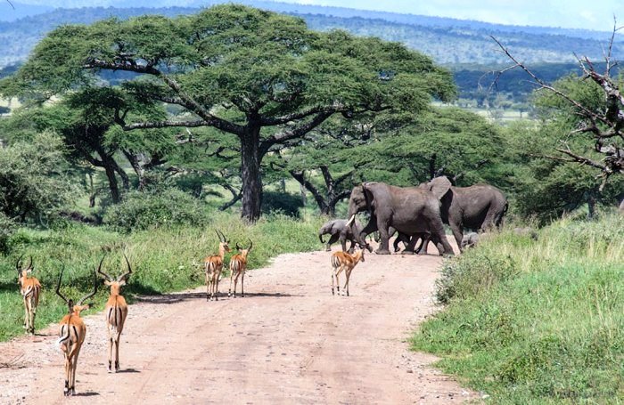 4 DAY TARANGIRE – SERENGETI AND NGORONGORO TENTED LODGE