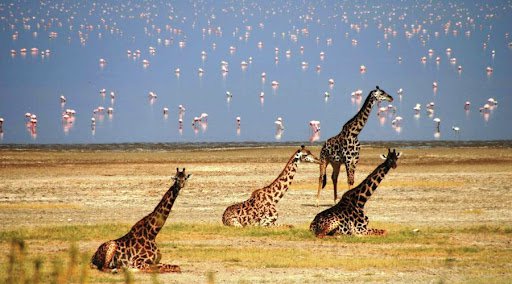 7 DAYS LAKE MANYARA,  NGORONGORO, SERENGETI SAFARI