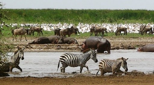 7 DAYS LAKE MANYARA,  NGORONGORO, SERENGETI SAFARI