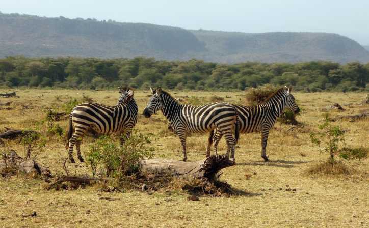 5 DAYS LAKE MANYARA,  NGORONGORO, TARANGIRE